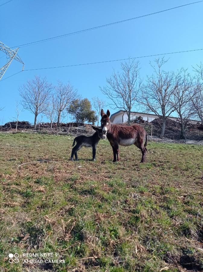 Agriturismo Corte Maccini Verona Eksteriør billede